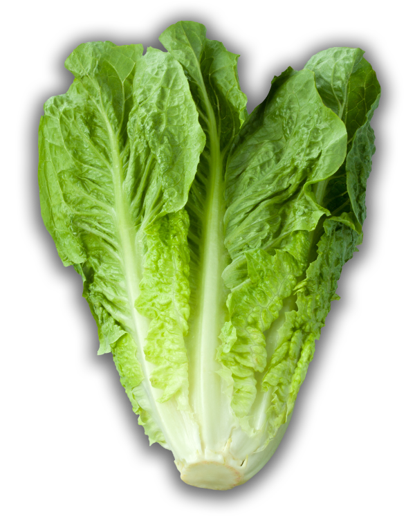 Romaine Lettuce